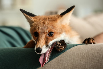 Cute funny fox on sofa at home