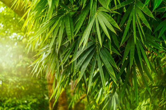 Bamboo forest with sunlight which leaves bamboo beautiful green color in the nature background.