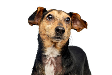 Portrait of an adorable mixed breed dog