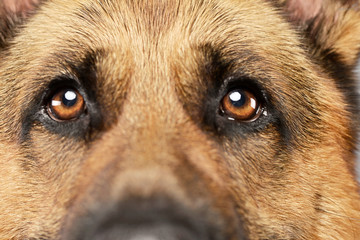 Portrait of an adorable German shepherd dog