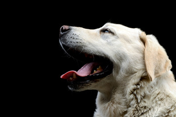 Portrait of an adorable blind Labrador retriever