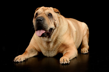 Studio shot of an adorable Shar pei dog