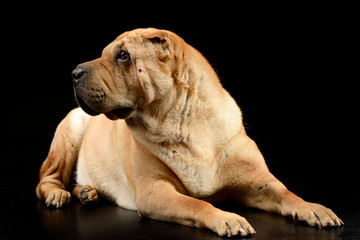 Studio shot of an adorable Shar pei dog