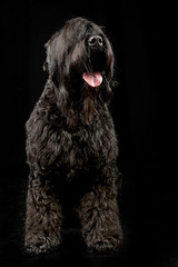 Studio shot of an adorable Black Russian Terrier
