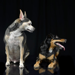 Studio shot of two adorable mixed breed dog