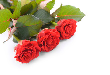 Beautiful red roses on white background