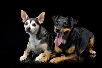 Studio shot of two adorable mixed breed dog