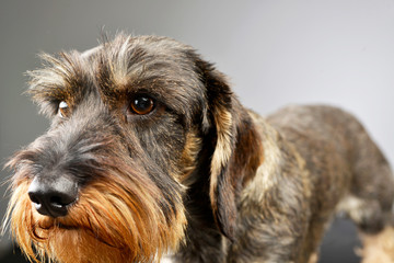 Portrait of an adorable wire haired Dachshund