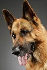 Portrait of an adorable German shepherd