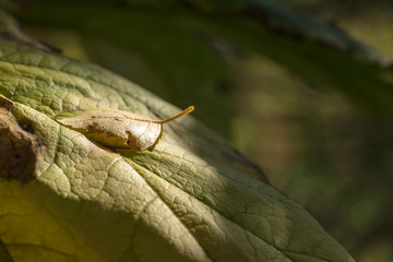 Birch leaf fallen from a tree. Fallen leaves in late summer