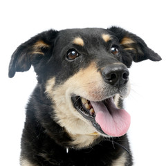 Portrait of an adorable mixed breed dog