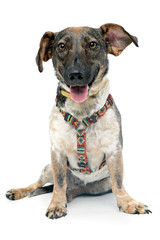 Obraz premium Studio shot of an adorable mixed breed dog