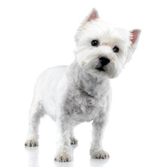 Studio shot of a cute west highland white terrier