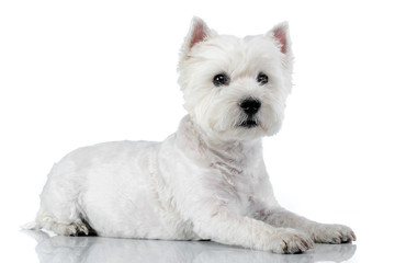 Studio shot of a cute west highland white terrier