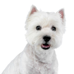 Portrait of a cute west highland white terrier