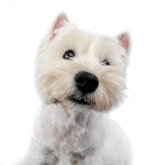 Portrait of a cute west highland white terrier