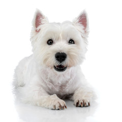 Studio shot of a cute west highland white terrier