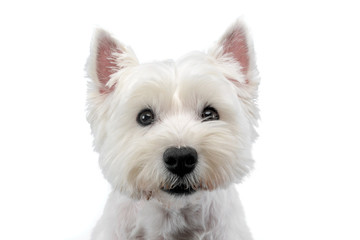 Portrait of a cute west highland white terrier