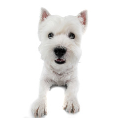 Studio shot of a cute west highland white terrier