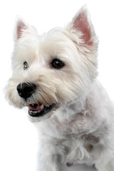 Portrait of a cute west highland white terrier