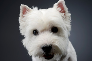 Portrait of a cute west highland white terrier