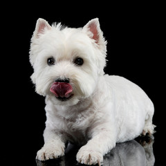 Studio shot of a cute west highland white terrier