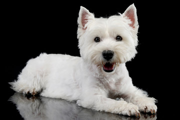 Studio shot of a cute west highland white terrier