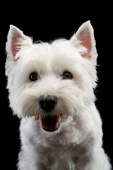 Portrait of a cute west highland white terrier