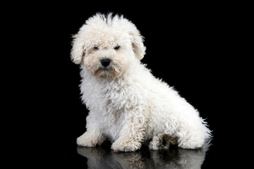 Studio shot of a cute Puli dog