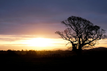 Tree silhouetted by the early morning sun rising over the sussex Downs, England,