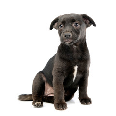 Obraz premium Studio shot of a cute Mixed breed dog puppy