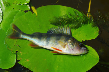 river perch