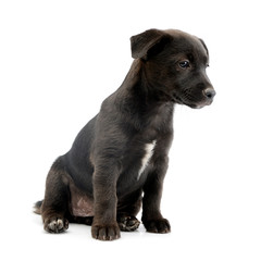 Fototapeta premium Studio shot of a cute Mixed breed dog puppy