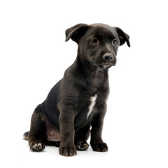 Studio shot of a cute Mixed breed dog puppy