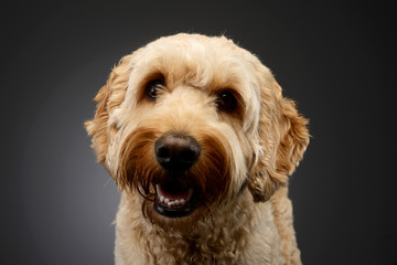 Portrait of an adorable Lagotto dog