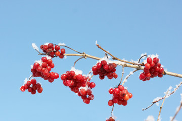 Viburnum In The Snow. Beautiful winter