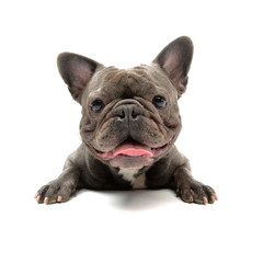 Wide angle shot of an adorable French bulldog