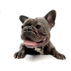 Wide angle shot of an adorable French bulldog