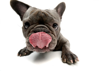 An adorable French bulldog licking his lips