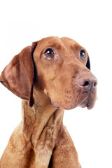 Fototapeta premium Portrait of an adorable Hungarian Vizsla