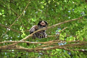 Sagui