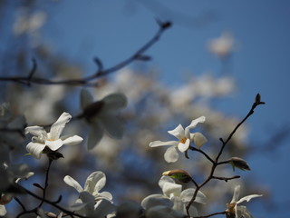 辛夷の花