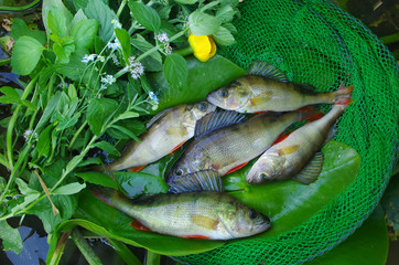 Fish perch caught on spinning