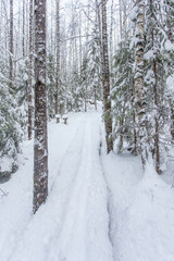 path in the winter forest of Karelia 