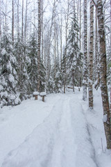 path in the winter forest of Karelia 