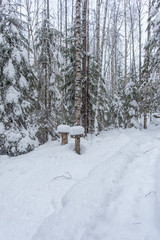 path in the winter forest of Karelia 