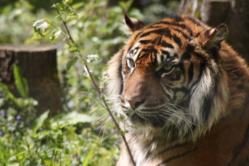 Tigre