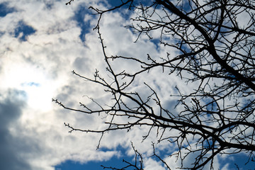 Boughs and sky background