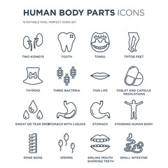 16 linear Human Body Parts icons such as Two Kidneys, Tooth, Sperms, Spine Bone, Standing human body, Small Intestine modern with thin stroke, vector illustration, eps10, trendy line icon set.