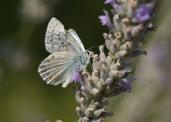 Schmetterling auf Lavendel